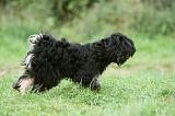 TERRIER DU TIBET 281